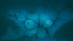 【组图】《寒域幽影》2024年春节，河南之旅遇暴雪，村庄银装素裹。我放飞无人机，探秘雪域奇景。冰封河面，冰纹如艺术珍品，绚烂夺目。低飞捕捉，星点裂纹、深邃冰眼、繁花冰绽、昆虫形态，尽显自然鬼斧神工。照片惊艳，每帧皆冬日故事，细赏间，美感与细节层出不穷。此番经历，让我深刻体会自然界的神奇魅力，冬雪之下，藏着无尽的美与奇迹。