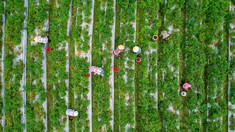 【组图】《收获》 2025-08-01   江苏省宜兴市